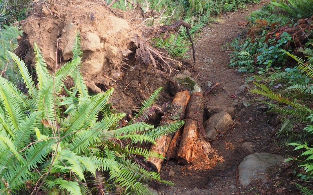 Trail Damage on Bells Mountain Trail
